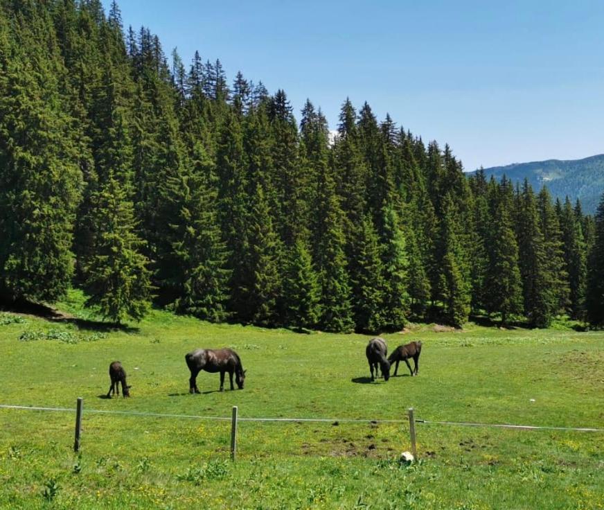 Appartamento Lindbichlhof Urlaub Am Bio Bauernhof Sankt Johann im Pongau Esterno foto